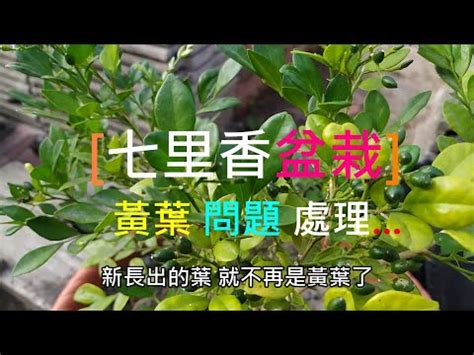 大葉七里香風水|七里香種植指南：澆水頻率與秘訣大公開 